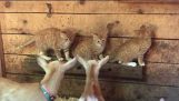 三只小猫和山羊畜群