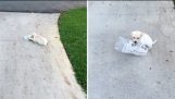 Adorable Puppy Struggles To Carry Newspaper