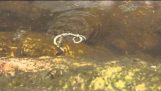 Wasserkäfer kämpft mit einer Schlange