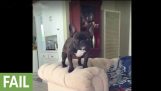 Epic mid-air dog collision captured in slow motion