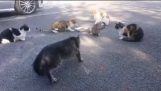 Mom cat comes to rescue her kitten from another cats
