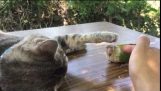 En katt kjærtegner en papegøye
