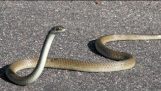 This Black Mamba Snake Can’t Slither!