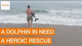 कैमरे पर पकड़े गए युवा डॉल्फिन की अविश्वसनीय बचाव