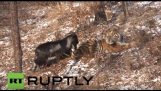 A tiger becomes friends with a goat