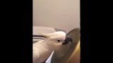 Попугай барабанщик