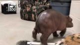 Premature Baby Hippo Takes First Steps – Cincinnatin eläintarha