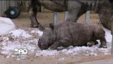 Бебето носорог открива сняг