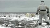 Man facing polar bear