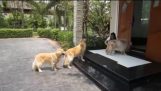 Golden Retrievers Patiently Wait to Get Paws Cleaned