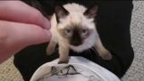 Siamese / Ragdoll Kitten Spinnende