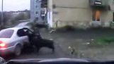 Wild BOAR attacked people in Russia
