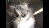 Персидская кошка с большим взглядом