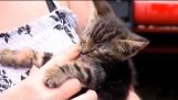 Famille détruit leur voiture pour sauver chaton minuscule tableau de bord Pris au piège