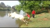 Vaca salta en el río