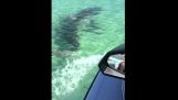 Атака акул Jetski