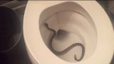งูกะปะในห้องน้ำในเวลากลางคืน!