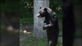 Pedale biped bear observare