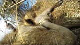 Ryhtyä ammattilaiseksi: Naarasleijona metsästää alas Buck Kevin Richardson 