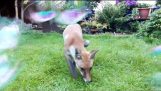 Fox and Bubbles