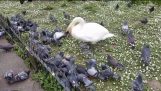 Taubenschleuderer im Regents Park!