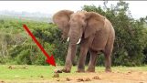 الفيل مقابل السلحفاة