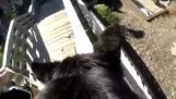 GoPro fängt Lexi die Rettung Parkour Hund