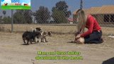 Speicher ausgesetzte Hunde in der Wüste
