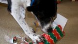 สุนัขเปิดรวบรวมของขวัญคริสต์มาส