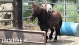 Dog rider en ponny