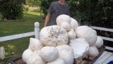 Giant Puffball Mushroom Mother load!