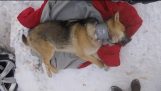 Бродячая собака с трубкой вокруг шеи спасено