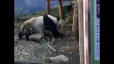 En baby panda skremmer sin mor