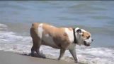 Bulldog Inglés de vacaciones en California