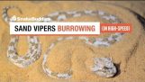 ขุดทราย Vipers – งู cerastes