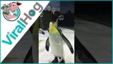 Bolha Popping King Penguin