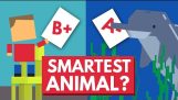 Hvilket dyr er den smarteste?