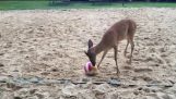 Deer want to play with ball