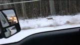Wolf jagt einen Hirsch