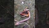 Käärme Versus Centipede