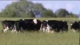 As vacas querem sua bola de volta!