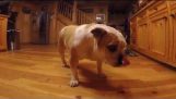 Jack Russell, Bulldog & Golden Retriever-Playtime