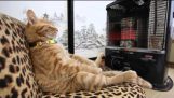 ヒーターで暖める猫