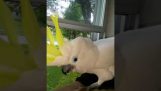 Cockatoo piensa que es un perro