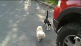 gato ayuda a perro ciego