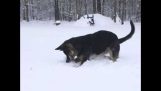Perro busca en bola de nieve