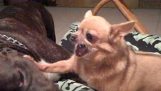 Pitbull vs Chihuahua assassino