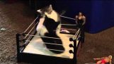 Combat de chatons en Ring de boxe minuscule