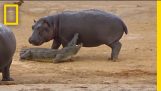 Hipopótamo joven trata de jugar con el cocodrilo | National Geographic