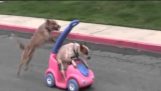 Deux chiens s'amusent dans une petite voiture pour enfants